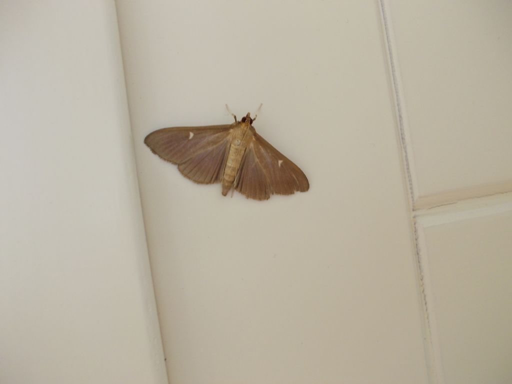 Cydalima perspectalis - Crambidae